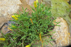 Oxalis namaquana