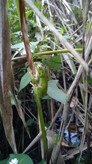 Zhangixalus arboreus