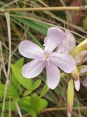 Saponaria officinalis