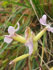 Saponaria officinalis