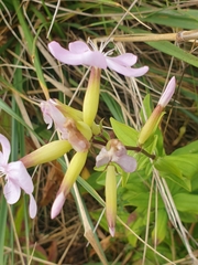 Saponaria officinalis