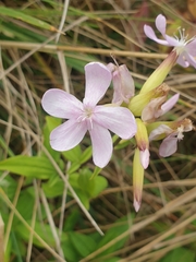 Saponaria officinalis