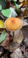 Leratiomyces squamosus