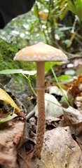 Leratiomyces squamosus