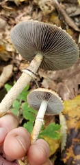 Leratiomyces squamosus