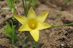 Romulea citrina