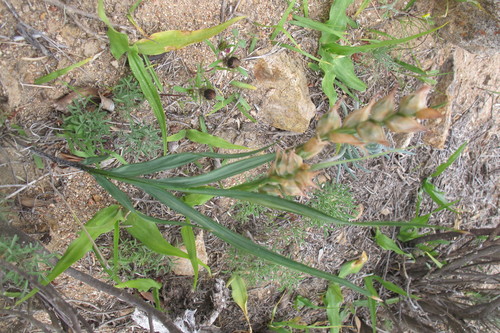 Twisty Bobbejaantjie (Babiana fimbriata)