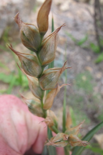 Image of Babiana fimbriata by (c) James Deacon, some rights reserved (CC BY-SA)