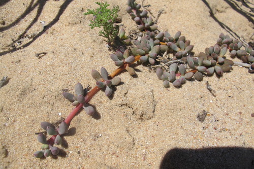 Diamond Beachfig (Jordaaniella clavifolia)