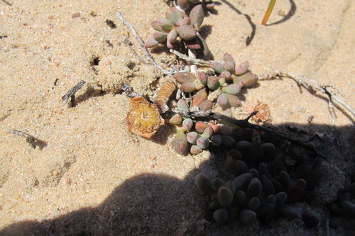 Image of Jordaaniella clavifolia by (c) James Deacon, some rights reserved (CC BY-SA)
