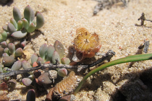 Image of Jordaaniella clavifolia by (c) James Deacon, some rights reserved (CC BY-SA)