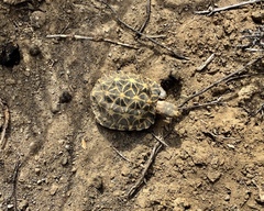 Psammobates tentorius