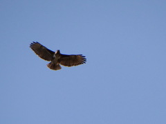 Buteo brachypterus