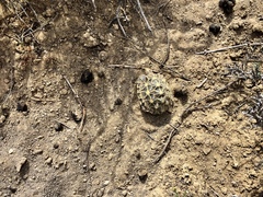 Psammobates tentorius