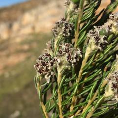 Phylica imberbis eriophoros