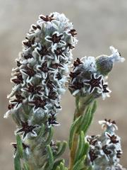 Phylica imberbis eriophoros