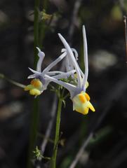 Nemesia cheiranthus