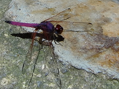 Trithemis persephone