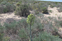 Albuca grandis