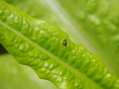 Phyllotreta striolata