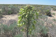 Albuca grandis