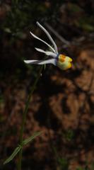 Nemesia cheiranthus