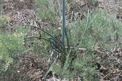 Albuca grandis