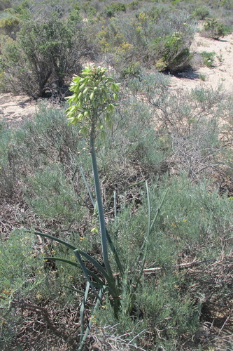 Image of Albuca grandis by (c) James Deacon, some rights reserved (CC BY-SA)