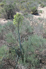 Albuca grandis