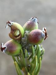 Phylica imberbis eriophoros