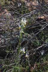 Nemesia cheiranthus