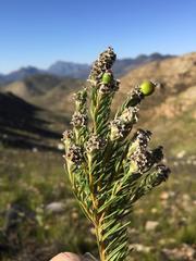 Phylica imberbis eriophoros