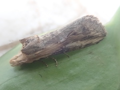 Noctuoidea