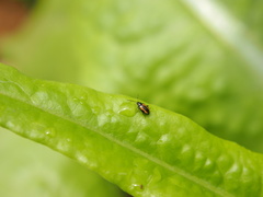 Phyllotreta striolata