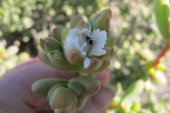 Stoeberia frutescens