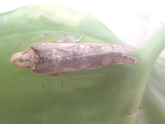 Noctuoidea