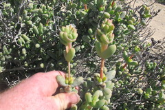 Stoeberia frutescens