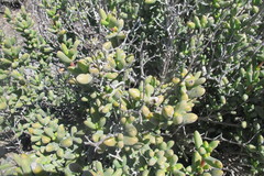 Stoeberia frutescens