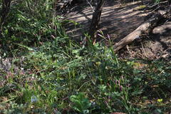 Hesperantha cucullata