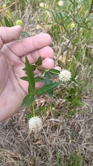 Cephalanthus glabratus