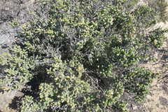 Stoeberia frutescens