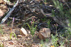 Hesperantha cucullata