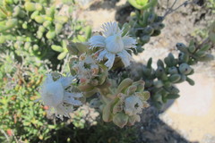 Stoeberia frutescens