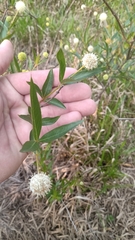 Cephalanthus glabratus