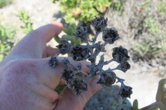 Stoeberia frutescens