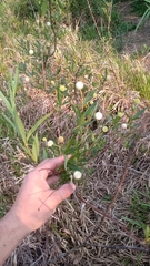 Cephalanthus glabratus