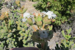 Stoeberia frutescens