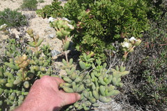 Stoeberia frutescens