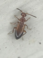 Ischyropalpus subtilissimus