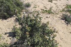 Stoeberia frutescens